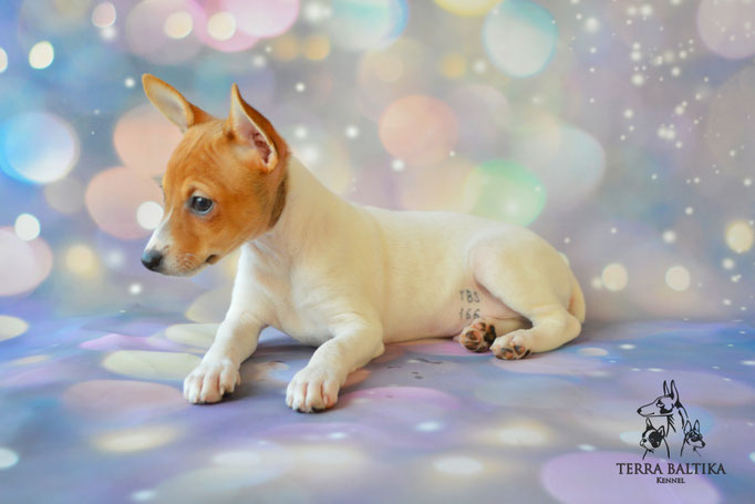 Той-фокстерьер, той-фокс, амертой, американский той-фокстерьер, Toy Fox Terrier