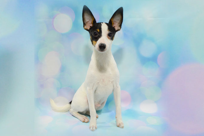 #тойфокстерьер #амертой #террабалтика #toyfoxterrier #terrabaltika #puppies #kennel