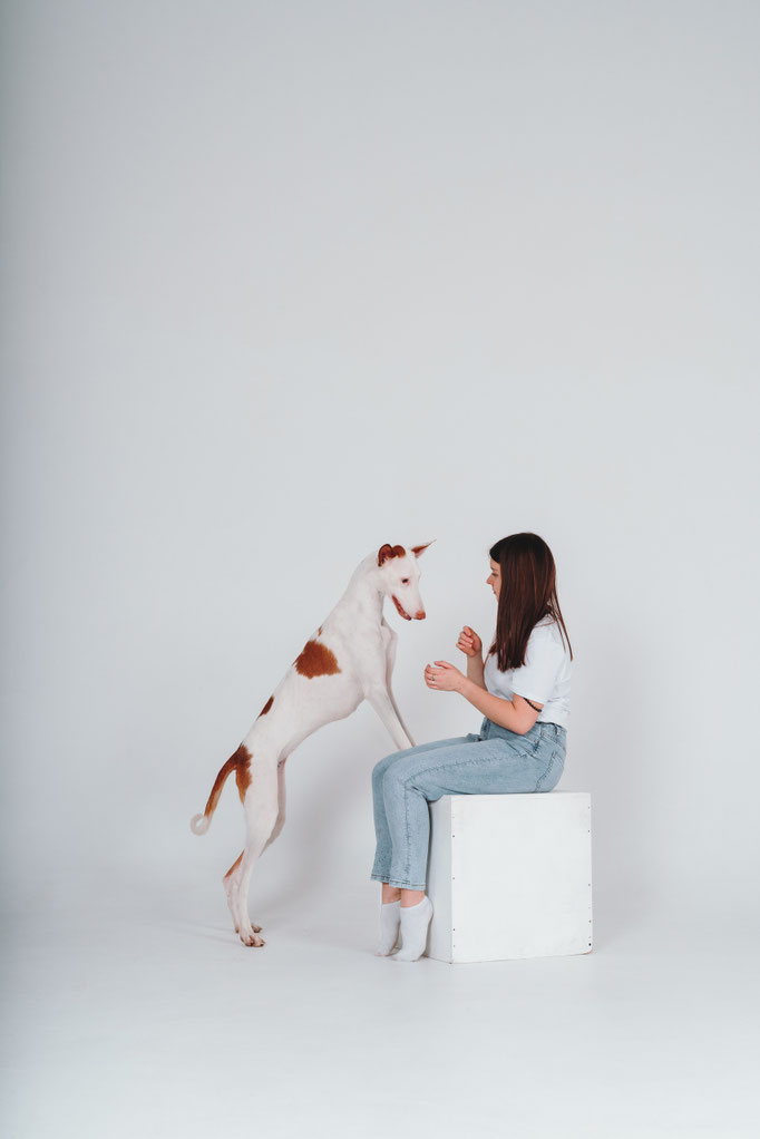Поденко ибиценко, ибицкая борзая, ивисская борзая, ибизан, Podenco Ibicenco, Ibizan Hound, Terra Baltika, Терра Балтика