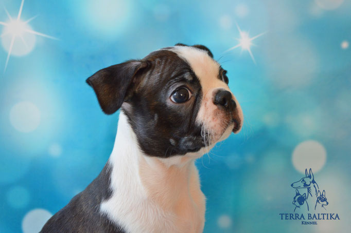 бостон терьер, бостонский терьер, boston terrier, бостон, щенки бостона, питомник бостонов