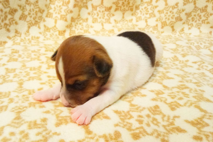 #тойфокстерьер #амертой #террабалтика #toyfoxterrier #terrabaltika #puppies #kennel