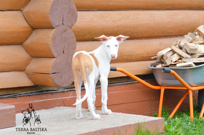 Поденко ибиценко, ибицкая борзая, ивисская борзая, ибизан, Podenco Ibicenco, Ibizan Hound, Terra Baltika, Терра Балтика