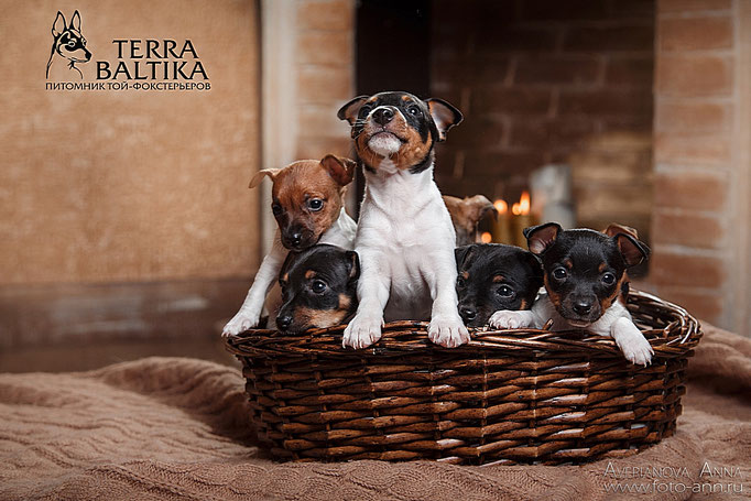 #тойфокстерьер #амертой #террабалтика #toyfoxterrier #terrabaltika #puppies #kennel