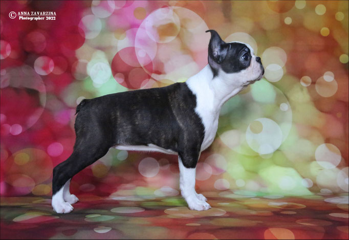 Бостон терьер, бостонский терьер, Boston terrier, щенки бостона, питомник бостон терьеров, Terra Baltika, Терра Балтика