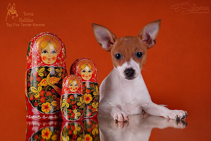#тойфокстерьер #амертой #террабалтика #toyfoxterrier #terrabaltika #puppies #kennel