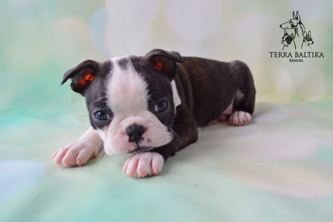 бостон терьер, бостонский терьер, boston terrier, бостон, щенки бостона, питомник бостонов