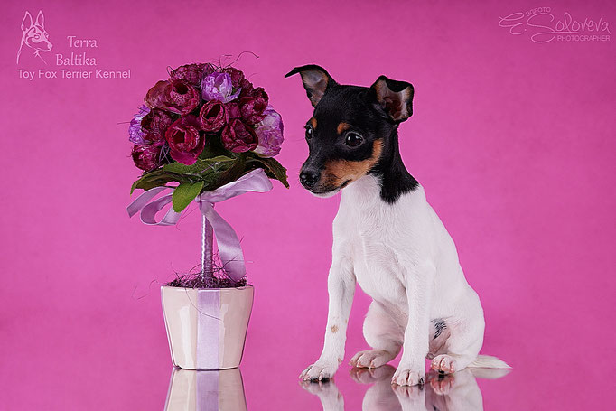 #тойфокстерьер #амертой #террабалтика #toyfoxterrier #terrabaltika #puppies #kennel