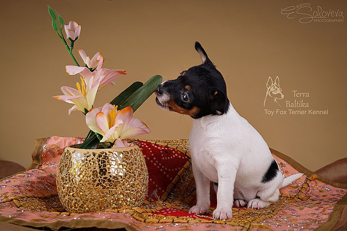 #тойфокстерьер #амертой #террабалтика #toyfoxterrier #terrabaltika #puppies #kennel