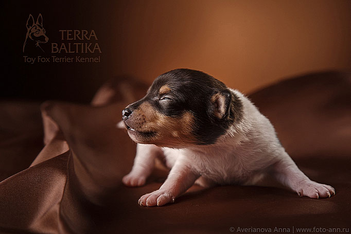 #тойфокстерьер #амертой #террабалтика #toyfoxterrier #terrabaltika #puppies #kennel