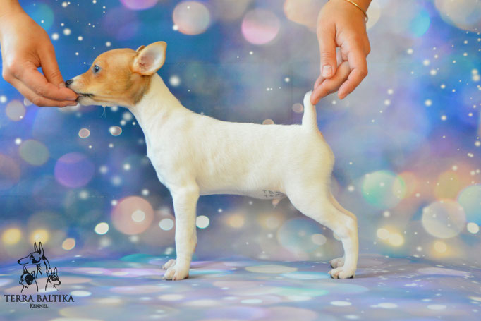 Той-фокстерьер, той-фокс, амертой, американский той-фокстерьер, Toy Fox Terrier