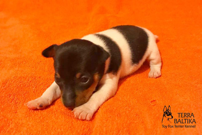 #тойфокстерьер #амертой #террабалтика #toyfoxterrier #terrabaltika #puppies #kennel