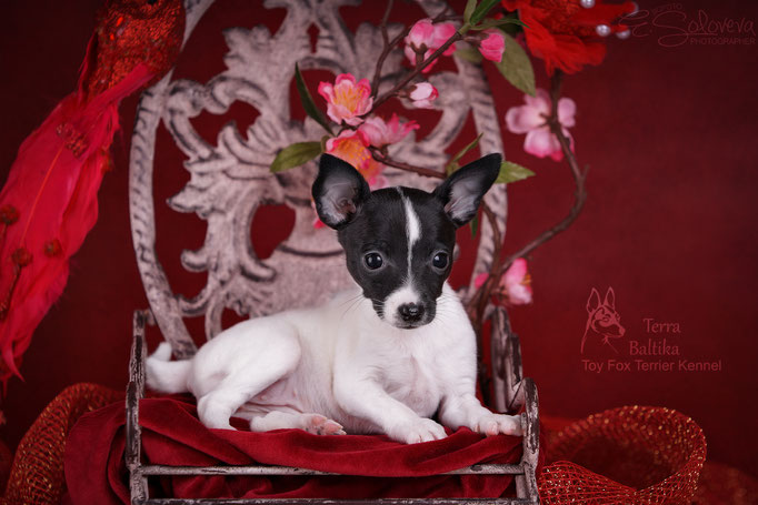 #тойфокстерьер #амертой #террабалтика #toyfoxterrier #terrabaltika #puppies #kennel