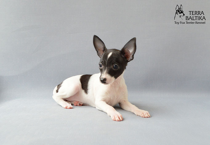 #тойфокстерьер #амертой #террабалтика #toyfoxterrier #terrabaltika #puppies #kennel