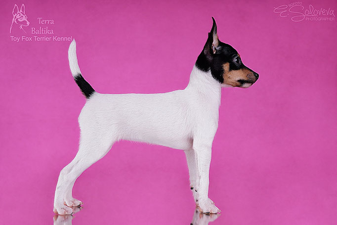 #тойфокстерьер #амертой #террабалтика #toyfoxterrier #terrabaltika #puppies #kennel