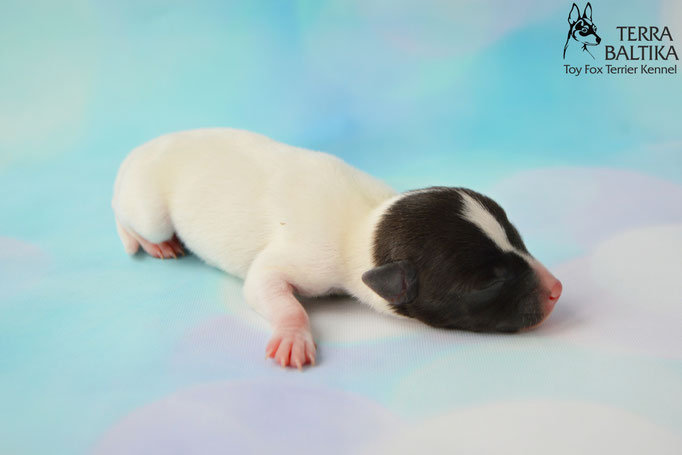 #тойфокстерьер #амертой #террабалтика #toyfoxterrier #terrabaltika #puppies #kennel