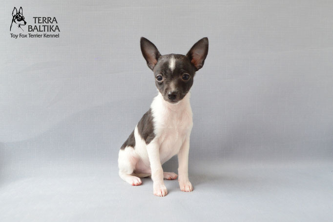 #тойфокстерьер #амертой #террабалтика #toyfoxterrier #terrabaltika #puppies #kennel