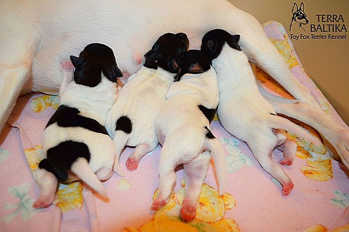 #тойфокстерьер #амертой #террабалтика #toyfoxterrier #terrabaltika #puppies #kennel