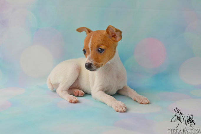 #тойфокстерьер #амертой #террабалтика #toyfoxterrier #terrabaltika #puppies #kennel