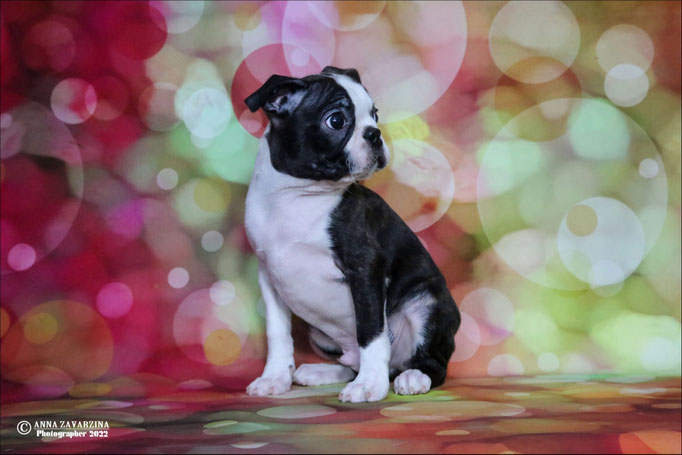Бостон терьер, бостонский терьер, Boston terrier, щенки бостона, питомник бостон терьеров, Terra Baltika, Терра Балтика