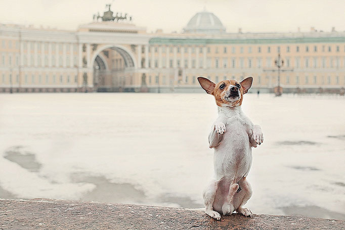 #тойфокстерьер #амертой #террабалтика #toyfoxterrier #terrabaltika #puppies #kennel