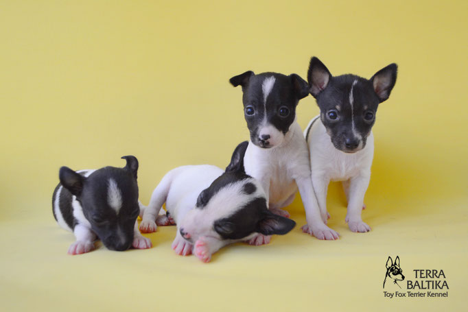 #тойфокстерьер #амертой #террабалтика #toyfoxterrier #terrabaltika #puppies #kennel
