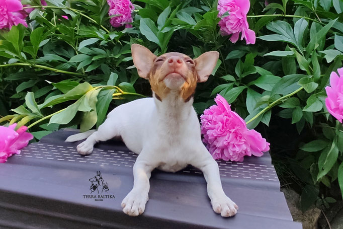 Той-фокстерьер, амертой, той-фокс, тфт, американский той-фокстерьер, Toy Fox Terrier, Terra Baltika, Терра Балтика, щенки той-фокстерьера, питомник той-фокстерьер