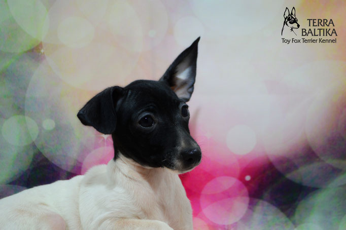 #тойфокстерьер #амертой #террабалтика #toyfoxterrier #terrabaltika #puppies #kennel