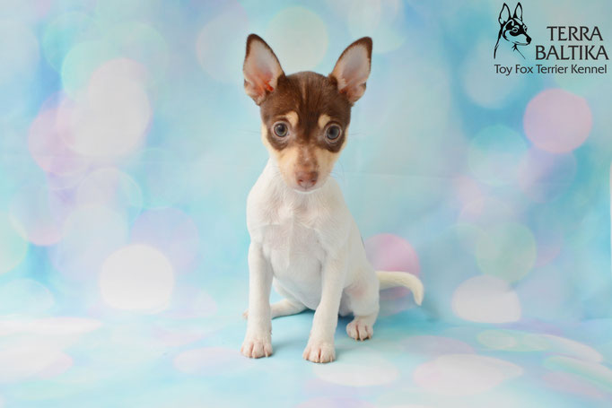 #тойфокстерьер #амертой #террабалтика #toyfoxterrier #terrabaltika #puppies #kennel