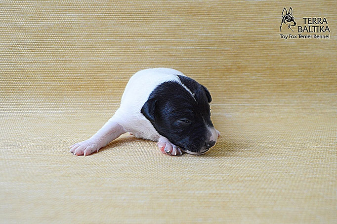 #тойфокстерьер #амертой #террабалтика #toyfoxterrier #terrabaltika #puppies #kennel