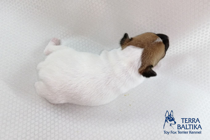 #тойфокстерьер #амертой #террабалтика #toyfoxterrier #terrabaltika #puppies #kennel #маленькаясобака #минипорода #маленькаяпородасобак #собачканамаленькихножках #американскийтойфокстерьер #тойфокс #americantoyfoxterrier
