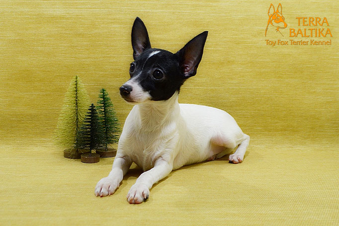 #тойфокстерьер #амертой #террабалтика #toyfoxterrier #terrabaltika #puppies #kennel