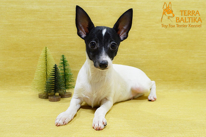 #тойфокстерьер #амертой #террабалтика #toyfoxterrier #terrabaltika #puppies #kennel