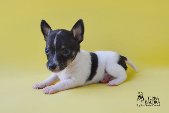 #тойфокстерьер #амертой #террабалтика #toyfoxterrier #terrabaltika #puppies #kennel