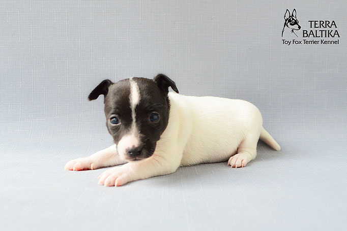 #тойфокстерьер #амертой #террабалтика #toyfoxterrier #terrabaltika #puppies #kennel