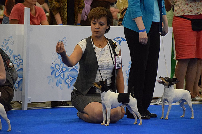 #тойфокстерьер #амертой #террабалтика #toyfoxterrier #terrabaltika #puppies #kennel