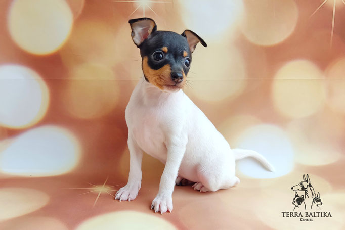 Той-фокстерьер, той-фокс, амертой, тфт, американский той-фокстерьер, Toy fox Terrier