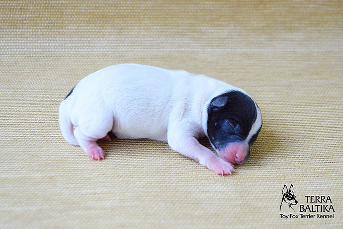 #тойфокстерьер #амертой #террабалтика #toyfoxterrier #terrabaltika #puppies #kennel