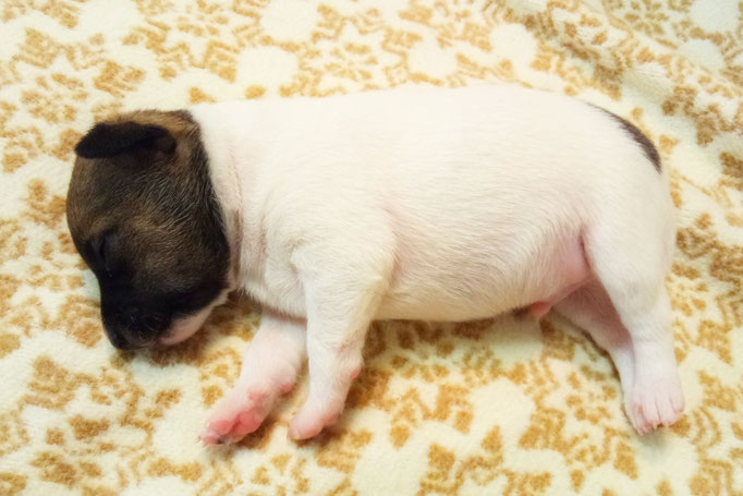 #тойфокстерьер #амертой #террабалтика #toyfoxterrier #terrabaltika #puppies #kennel