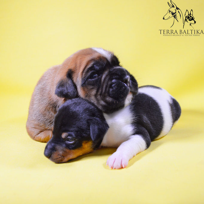#тойфокстерьер #амертой #террабалтика #toyfoxterrier #terrabaltika #puppies #kennel