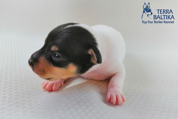 #тойфокстерьер #амертой #террабалтика #toyfoxterrier #terrabaltika #puppies #kennel #маленькаясобака #минипорода #маленькаяпородасобак #собачканамаленькихножках #американскийтойфокстерьер #тойфокс #americantoyfoxterrier