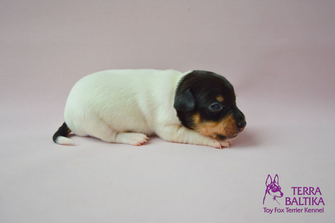 #тойфокстерьер #амертой #террабалтика #toyfoxterrier #terrabaltika #puppies #kennel #маленькаясобака #минипорода #маленькаяпородасобак #собачканамаленькихножках #американскийтойфокстерьер #тойфокс #americantoyfoxterrier