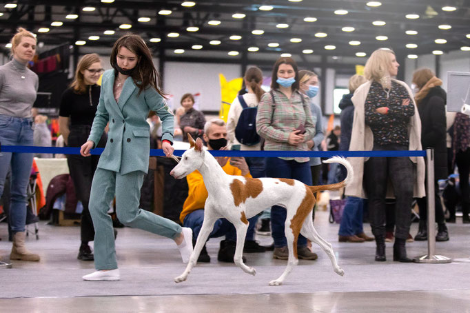Поденко ибиценко, ибицкая борзая, ивисская борзая, ибизан, Podenco Ibicenco, Ibizan Hound, Terra Baltika, Терра Балтика