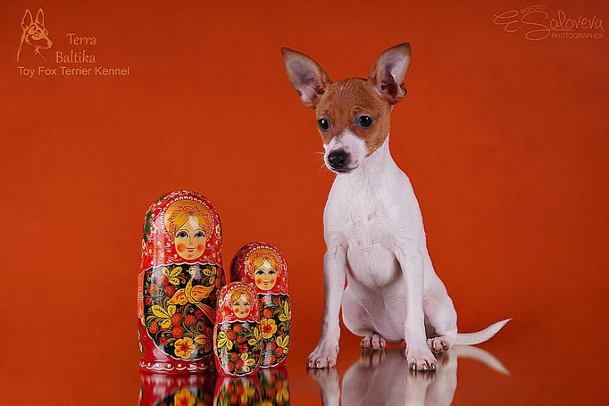 #тойфокстерьер #амертой #террабалтика #toyfoxterrier #terrabaltika #puppies #kennel