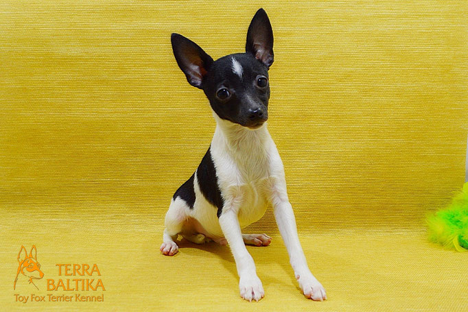 #тойфокстерьер #амертой #террабалтика #toyfoxterrier #terrabaltika #puppies #kennel