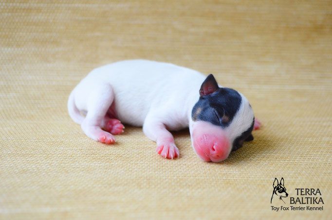 #тойфокстерьер #амертой #террабалтика #toyfoxterrier #terrabaltika #puppies #kennel
