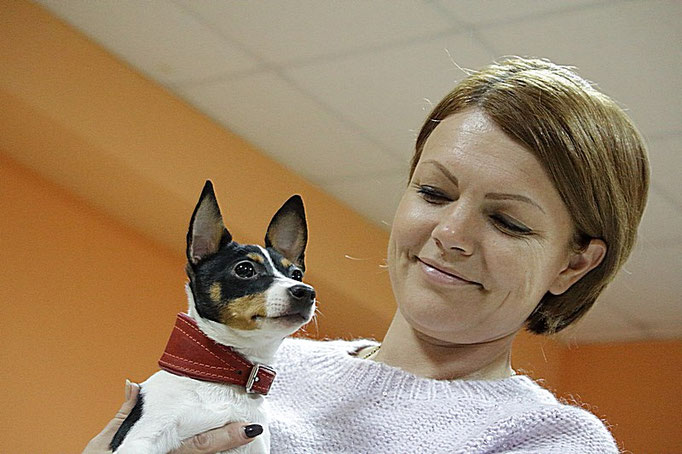 #тойфокстерьер #амертой #террабалтика #toyfoxterrier #terrabaltika #puppies #kennel