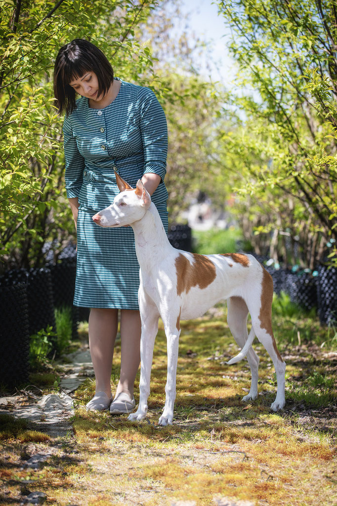 Поденко ибиценко, ибицкая борзая, ивисская борзая, ибизан, Podenco Ibicenco, Ibizan Hound, Terra Baltika, Терра Балтика