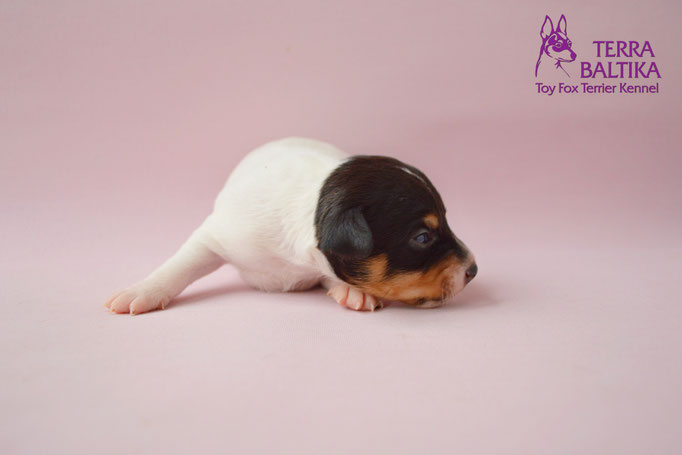#тойфокстерьер #амертой #террабалтика #toyfoxterrier #terrabaltika #puppies #kennel #маленькаясобака #минипорода #маленькаяпородасобак #собачканамаленькихножках #американскийтойфокстерьер #тойфокс #americantoyfoxterrier