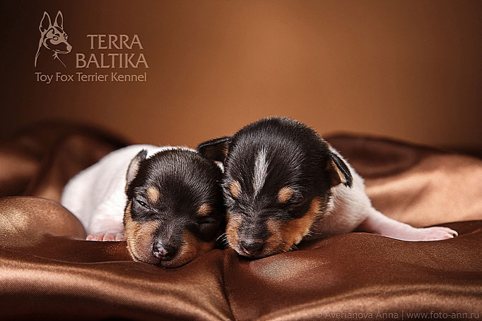 #тойфокстерьер #амертой #террабалтика #toyfoxterrier #terrabaltika #puppies #kennel