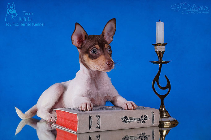 #тойфокстерьер #амертой #террабалтика #toyfoxterrier #terrabaltika #puppies #kennel